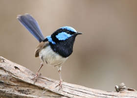 Photo of Superb Fairy Wren from the Birdlife of Australia Website: http://birdlife.org.au/bird-profile/superb-fairy-wren