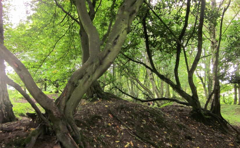 Mounds near Teltown House, County Meath, Ireland 2010