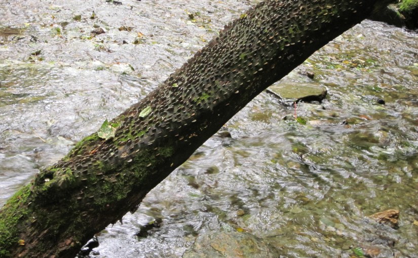 Pennies on your&nbsp;eyes