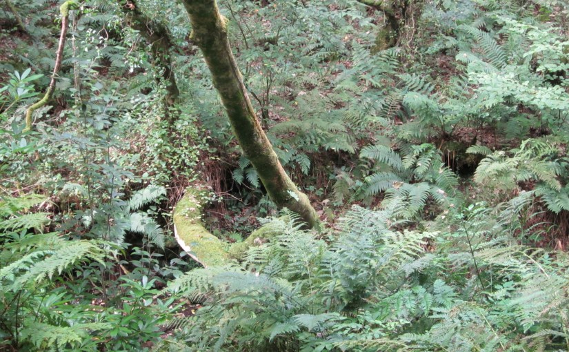 Amble in the woods: a&nbsp;fragment