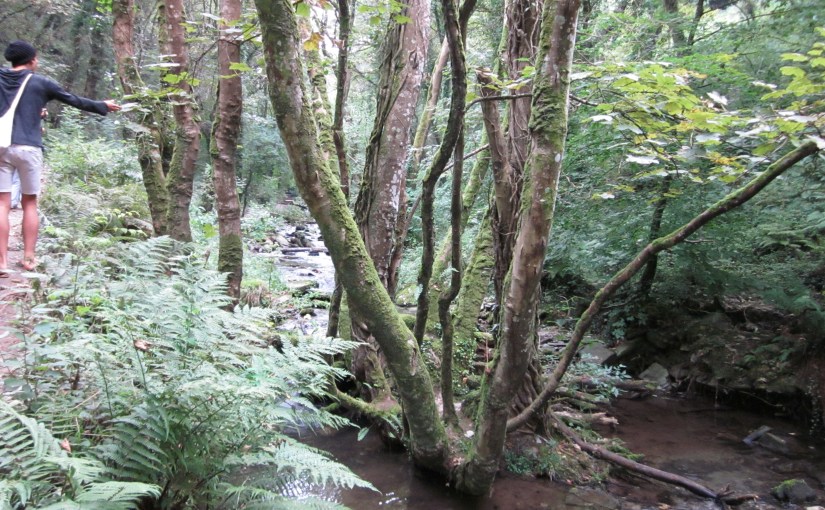 photo of forest from Cornwall, near Boscastle, UK 2010