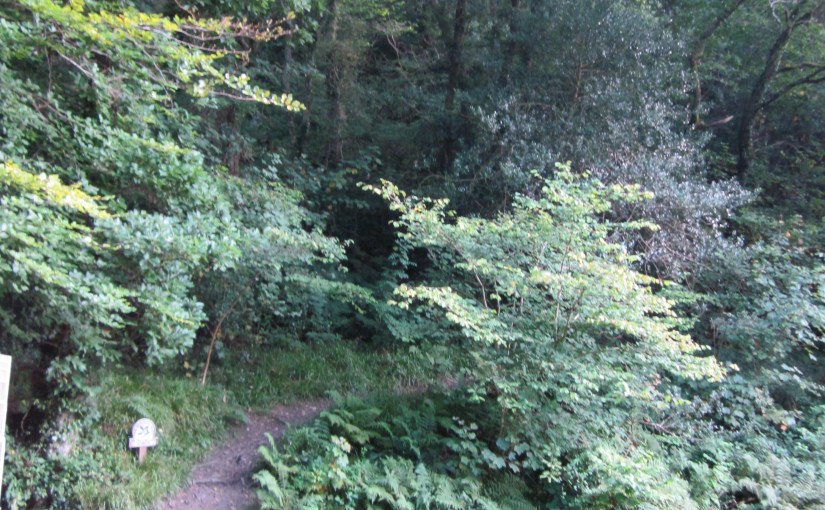 Walking With My&nbsp;Shadows